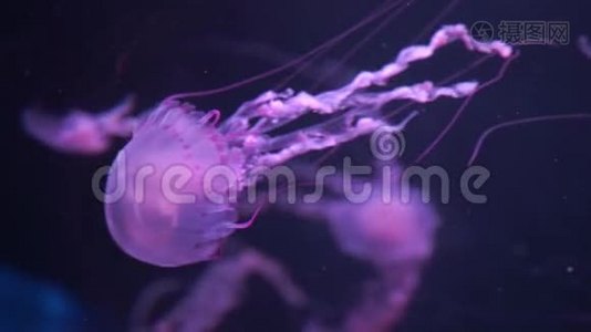 水母在海底游泳视频