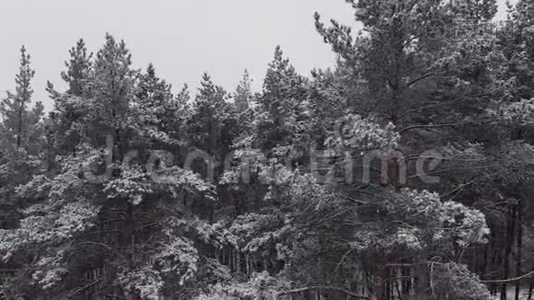 令人叹为观止的飞在平静的雪覆盖雪杉，松树。 冬时，风景秀丽.. 童话森林，冰冻视频