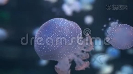 水母在海底游泳视频