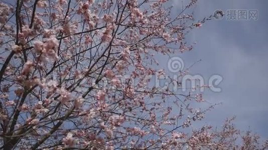 蓝天背景下美丽的日本樱花或樱花视频