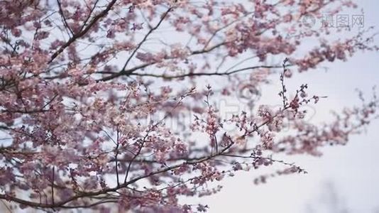 日本蓝天背景下的近景樱花盛开视频