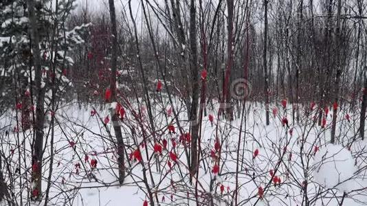 白色背景下的冻蔷薇浆果。冬天雪地里的红狗。视频