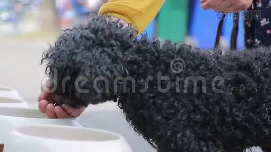 黑卷曲的狗从主人`手和白色的碗里吃食物视频