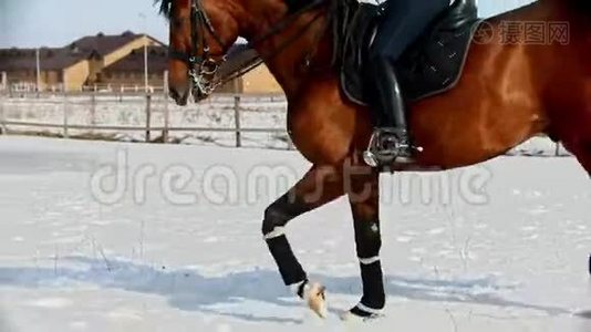 骑马-骑着头盔的妇女骑着马在雪地里飞驰视频