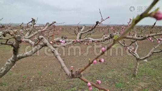 摩尔多瓦初春开放期间，花园里盛开着粉红色的桃花视频