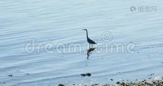 大蓝鹭在岩石海岸附近涉水打猎视频