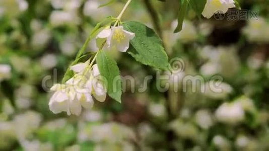 森林中茉莉花盛开的嫩枝特写视频