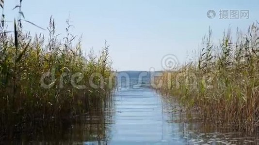 一个有芦苇的大湖视频