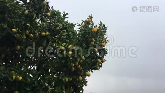 一棵在风雨中不安地摇摆着的橘子树视频
