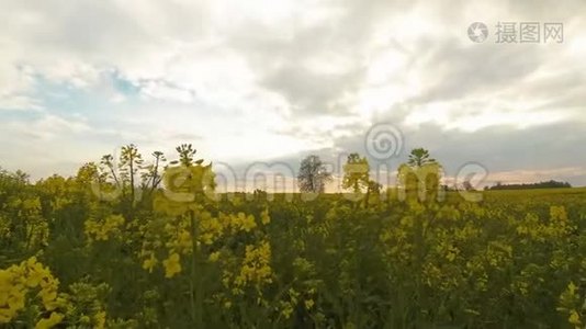 时间推移的油菜花田，盛开的油菜花在夏天的田野上。视频