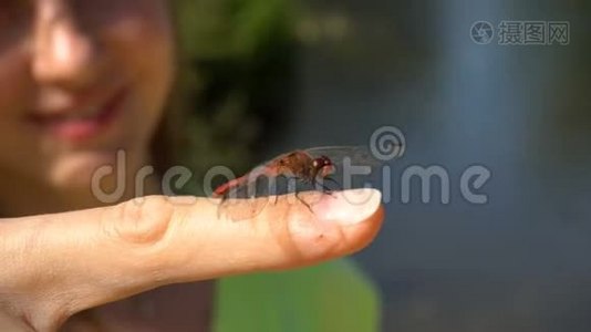 蜻蜓坐在女人的手指上视频