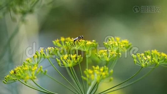 茴香花上的黄黑视频