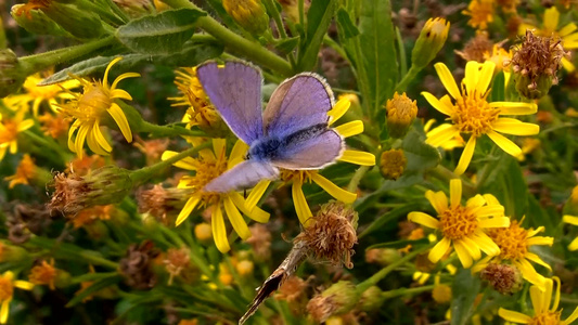 蝴蝶在花朵上视频