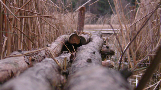 湖边的木材视频