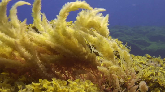 海底摆动的海藻视频