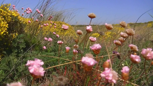 风中的花视频