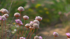 海岸边的粉色花朵19秒视频