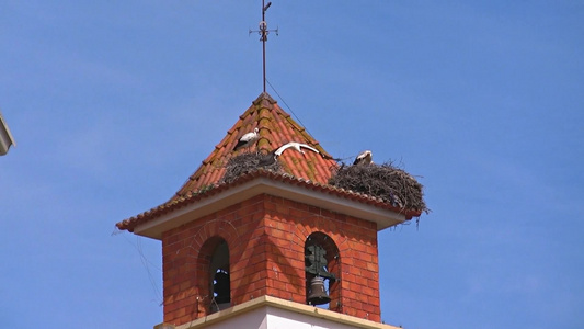鹳巢在塔楼屋顶上视频