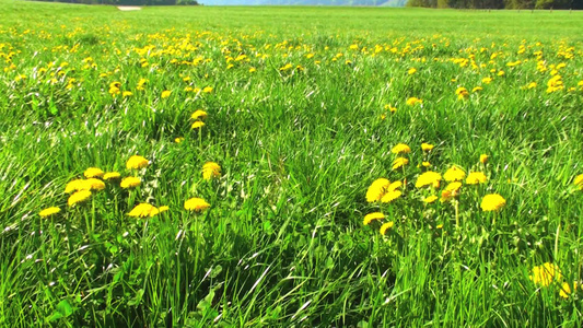 春天的绿色草地视频