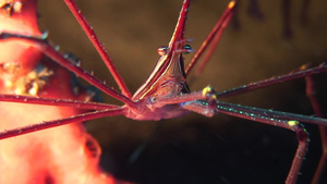 箭蟹的水下特写镜头22秒视频