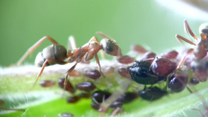 蚂蚁和蚜虫特写12秒视频