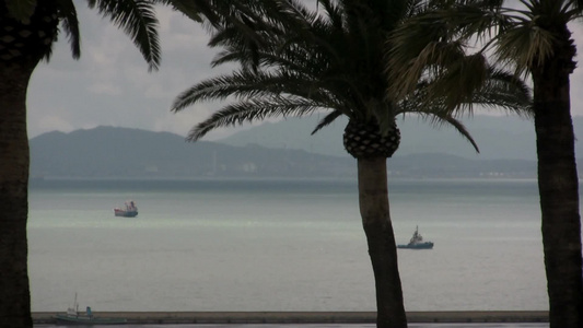 棕榈树海边风景视频