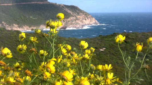 海岸边随风摆动的花视频