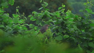林中的小鸟16秒视频