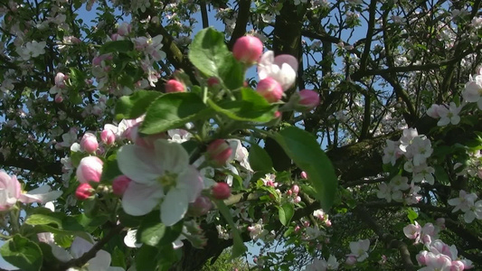 花在晃动视频