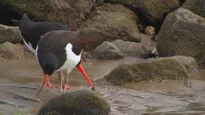 两个动物在沙滩上觅食10秒视频