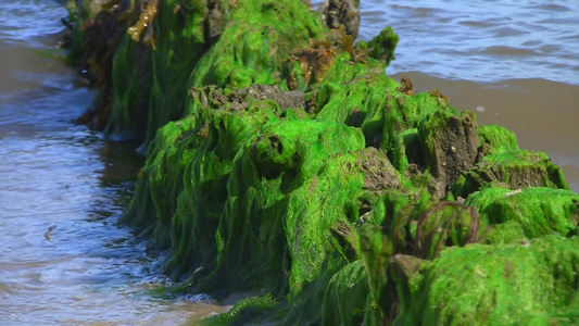 水面的海藻[海生植物]视频