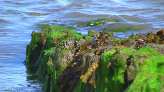 礁石上的藻类苔藓视频