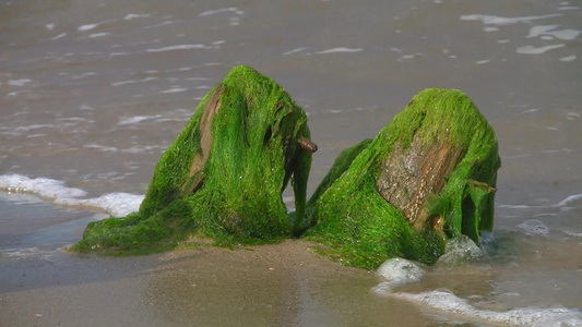 沙滩上的海藻[海生植物]视频