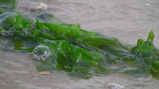 被海浪冲在沙滩上的海藻植物视频