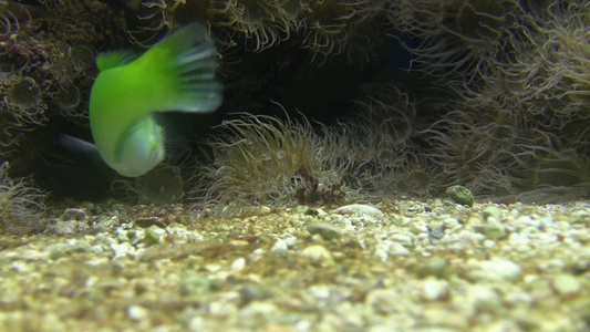 彩色鱼浮在水族馆里视频