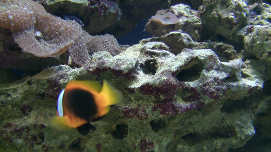 水族馆里的鱼[海族馆]视频