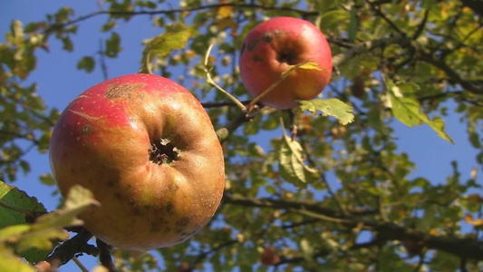树上的苹果[那棵树]视频