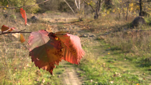 阳光明媚秋日里的树叶14秒视频