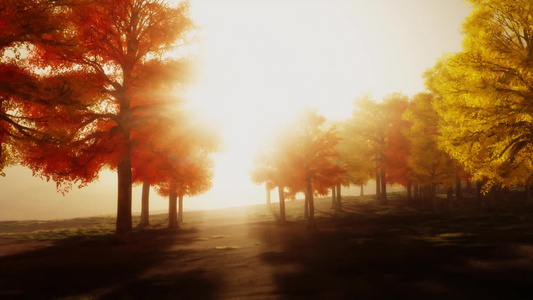 明亮的秋树阳光下午的公园场景视频