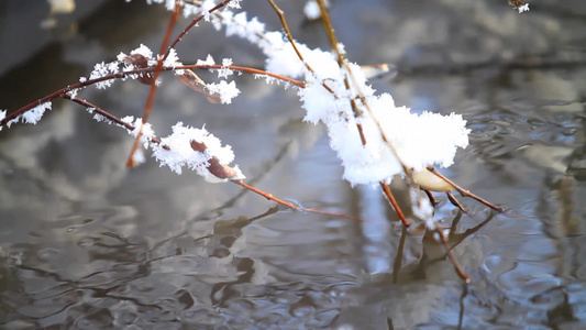 流动的湖面张霜的树枝视频