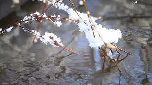 流动的湖面张霜的树枝18秒视频