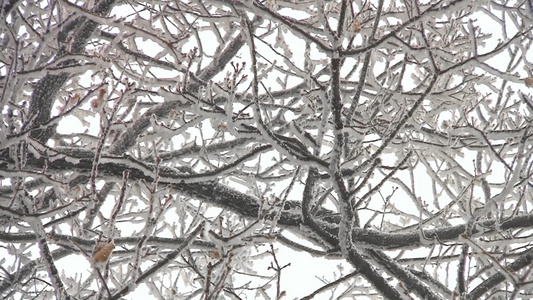 树枝上的雪淞视频