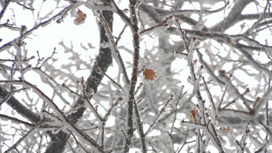 树枝上的雪松视频