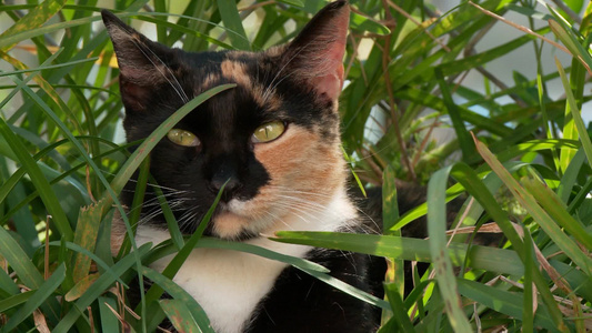 草坪上的小猫[花池]视频