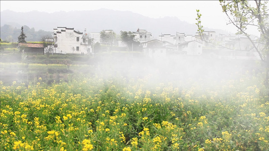 烟雾袅绕的油菜花小村庄视频