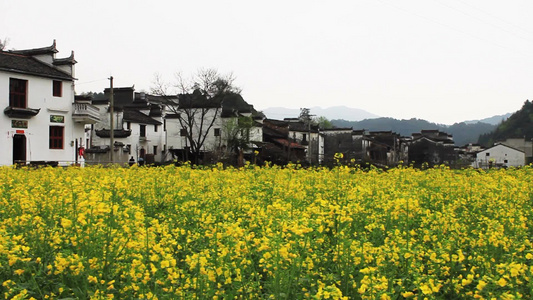 静谧小村庄盛开的油菜花视频