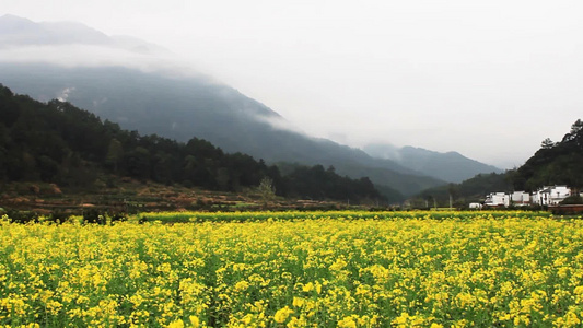 油菜花和远山视频