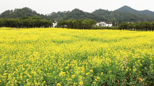 乡村间拂动的油菜花田8秒视频