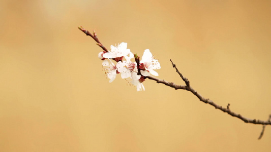 樱花枝视频