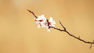 樱花枝20秒视频